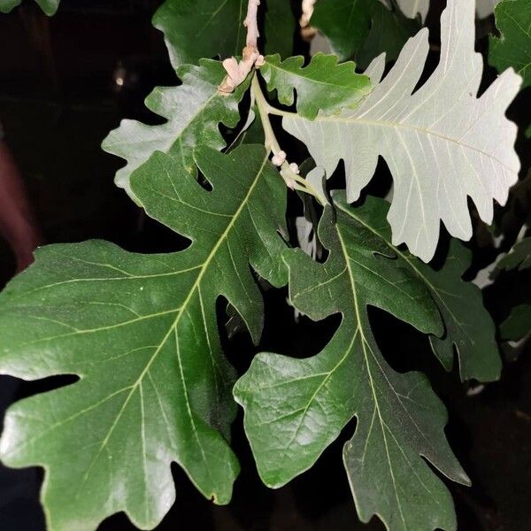 Quercus macrocarpa Folla