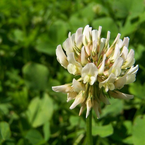 Trifolium repens Blomst