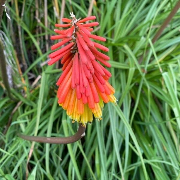 Kniphofia uvaria Flower