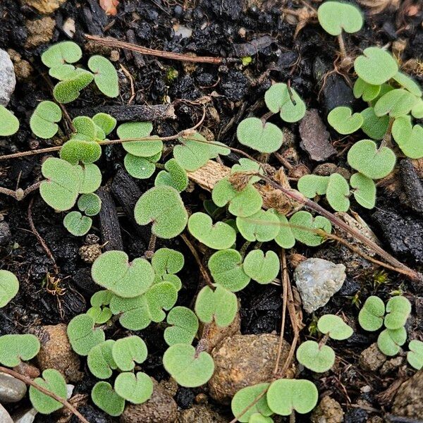 Dichondra micrantha Folha