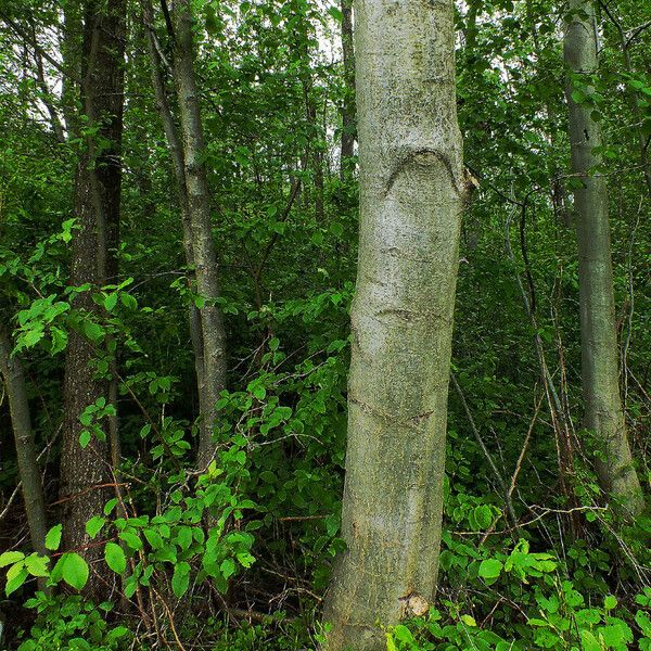 Alnus incana പുറംതൊലി