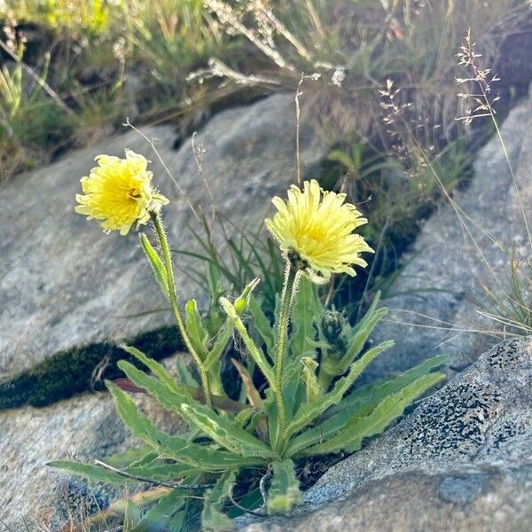 Hieracium alpinum Blüte