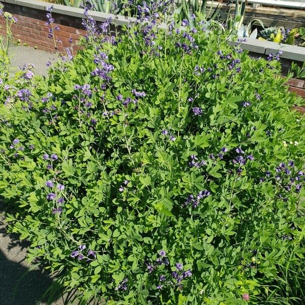 Baptisia australis Habit