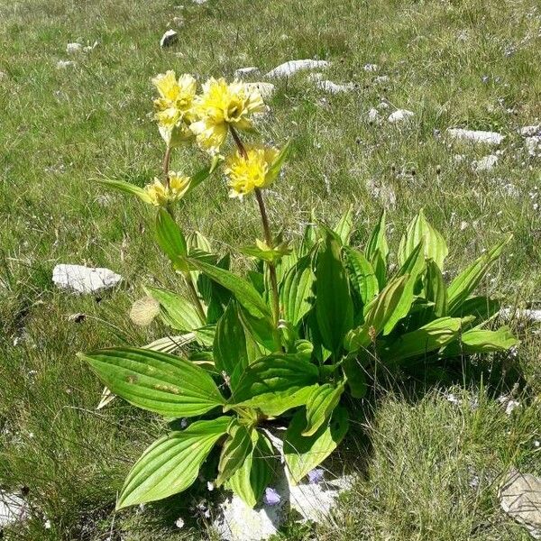 Gentiana lutea Flower