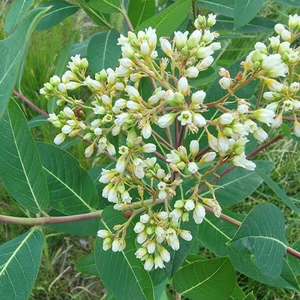 Apocynum cannabinum Blomma