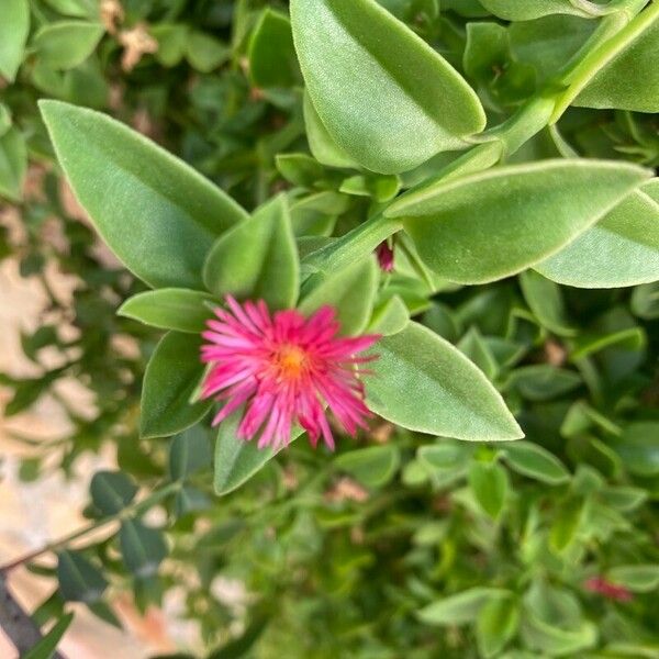 Mesembryanthemum cordifolium Blodyn