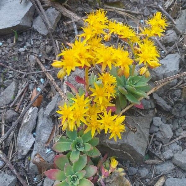 Sedum palmeri Blodyn