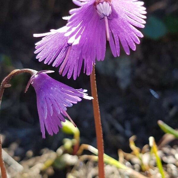 Soldanella alpina Floare