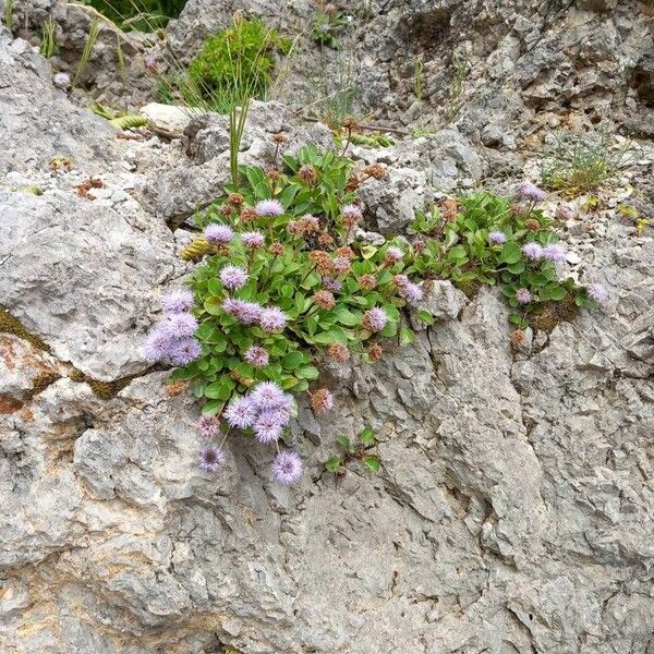 Globularia incanescens Habitat