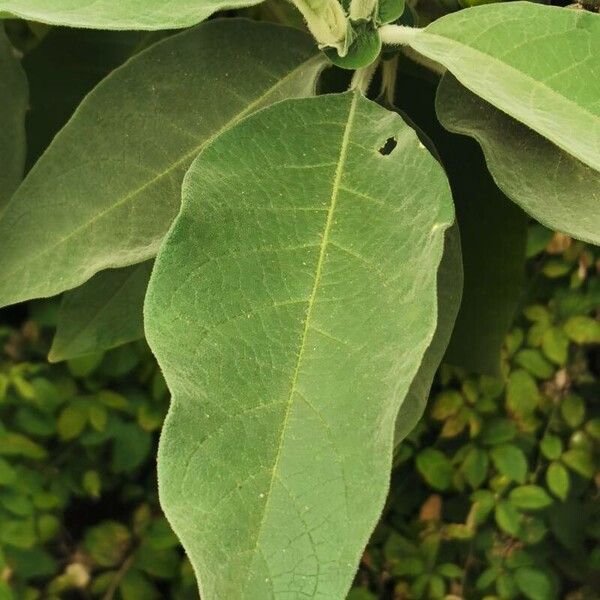 Solanum mauritianum Blatt