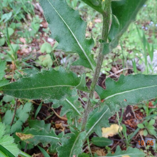 Hesperis laciniata 葉