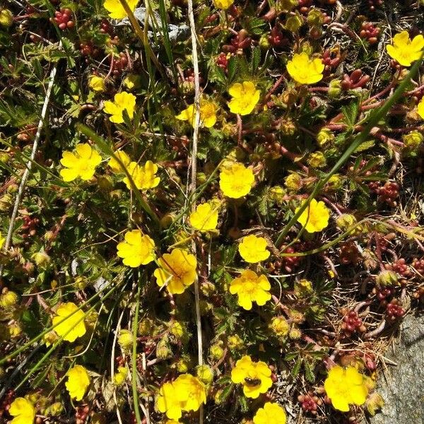 Potentilla heptaphylla অভ্যাস