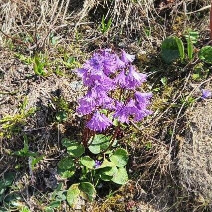 Soldanella alpina Кветка