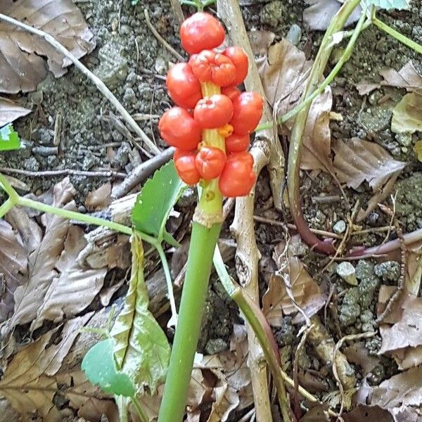 Arum maculatum 果