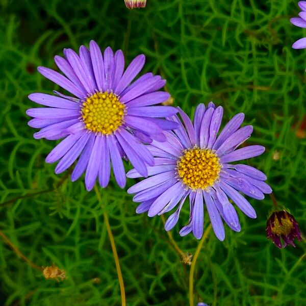 Aster amellus Flower