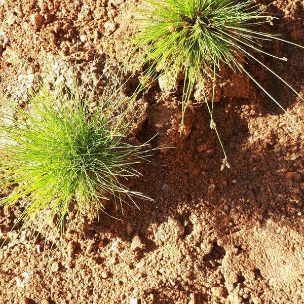 Isolepis cernua Leaf