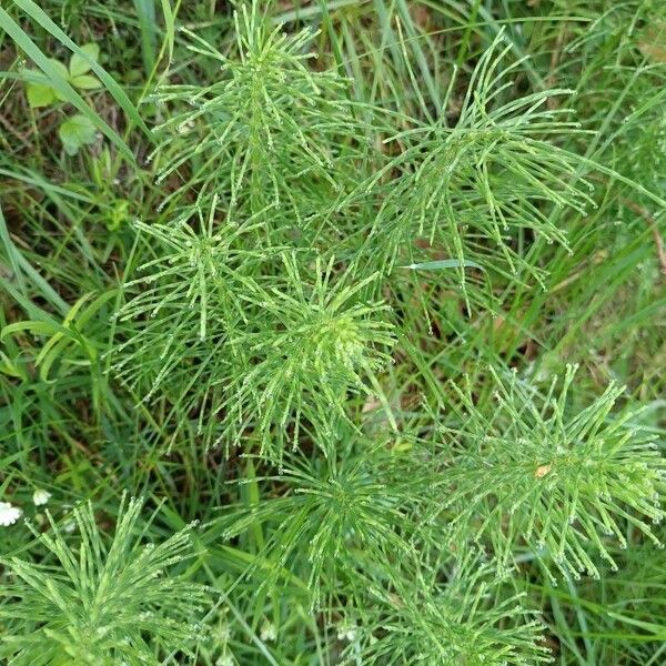 Equisetum sylvaticum Feuille