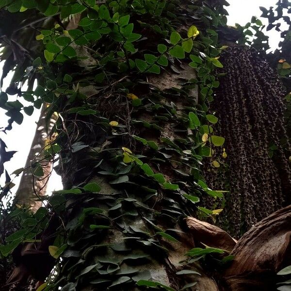 Ficus pumila Habit