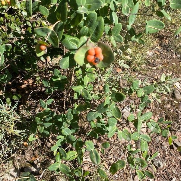 Lonicera implexa Hábitos