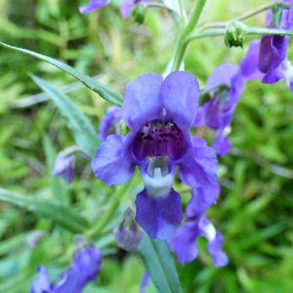 Angelonia biflora Flower