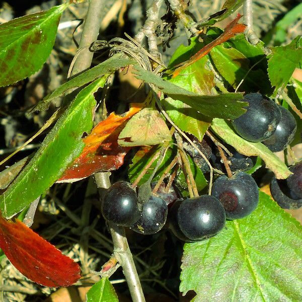 Aronia melanocarpa Meyve