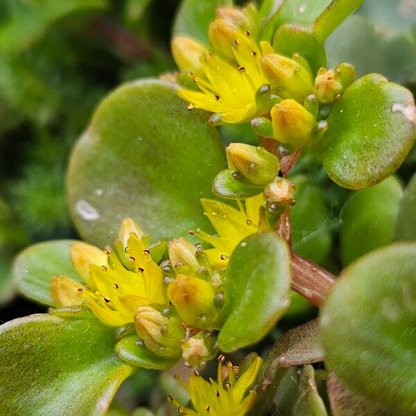 Sedum spathulifolium Кветка