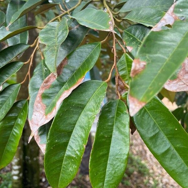 Durio zibethinus Leaf