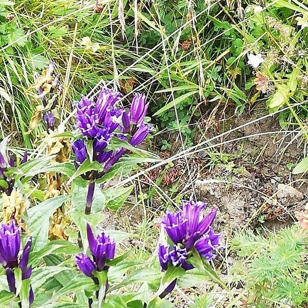 Gentiana asclepiadea Blüte