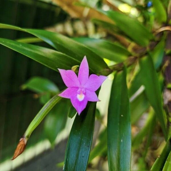 Dimerandra emarginata Flower