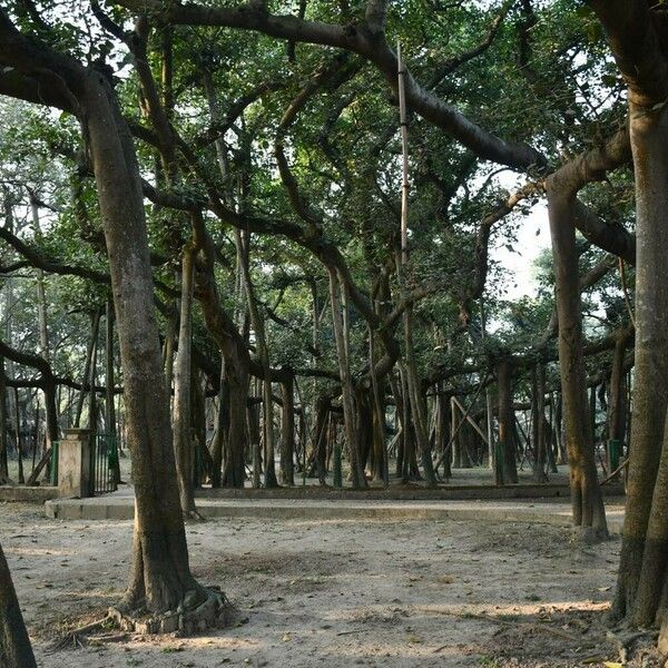 Ficus benghalensis Corteccia