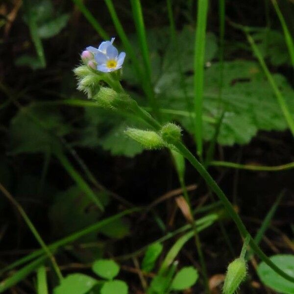 Myosotis stricta Flower