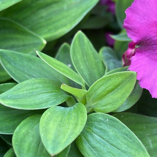 Alstroemeria ligtu Foglia