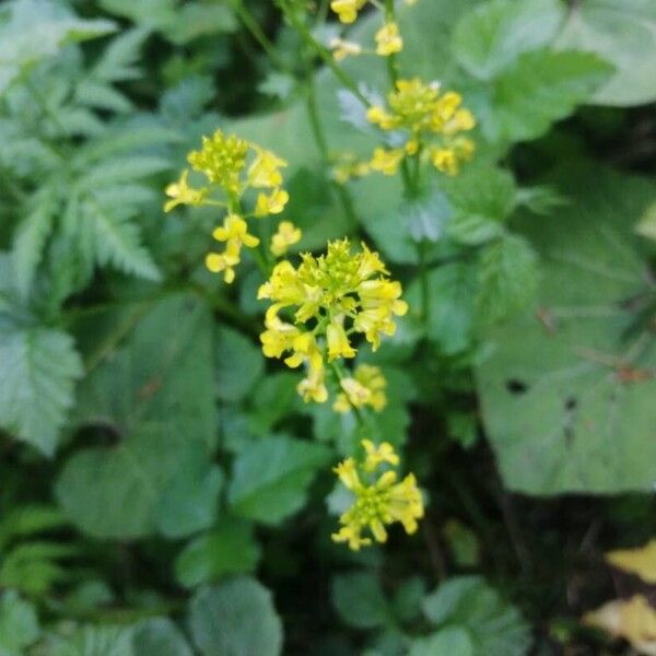 Barbarea orthoceras Lorea