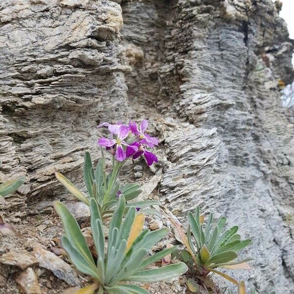 Matthiola maderensis Flower