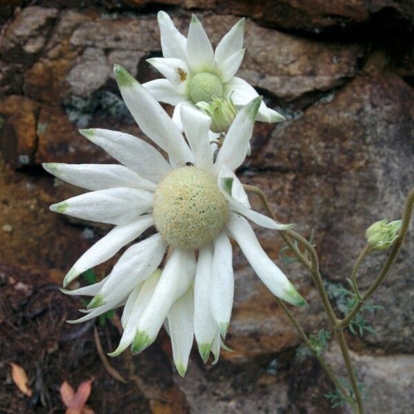 Actinotus helianthi Flower