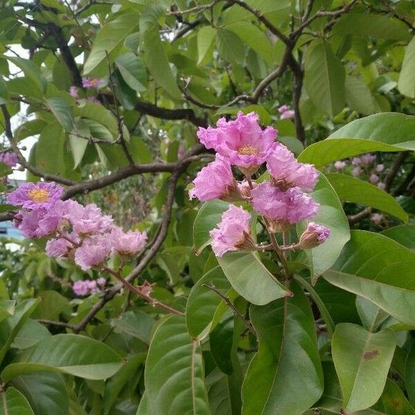 Lagerstroemia speciosa Flower