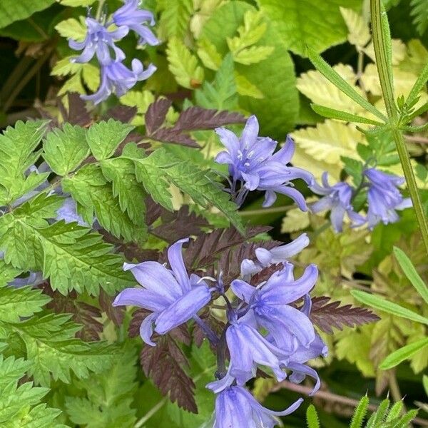 Hyacinthoides hispanica 花