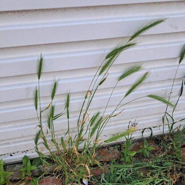 Hordeum murinum Foglia