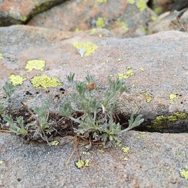 Artemisia umbelliformis Flower