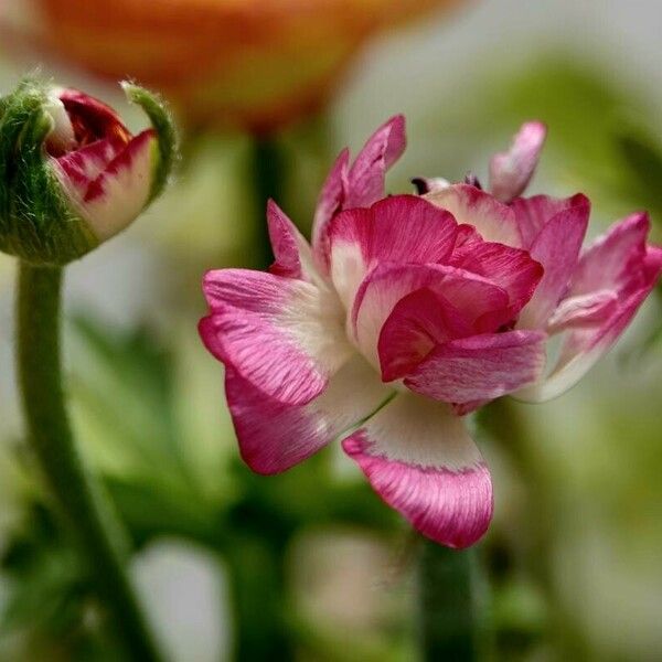 Ranunculus asiaticus অভ্যাস