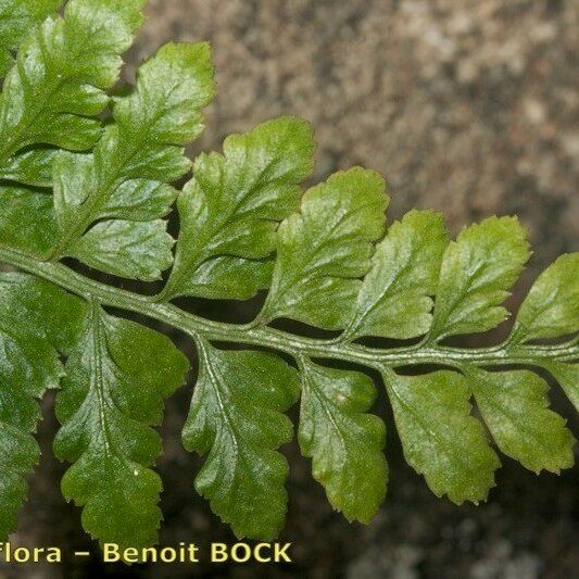 Asplenium obovatum पत्ता