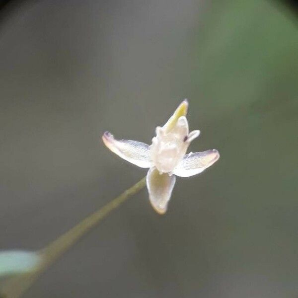 Sagina apetala Flower