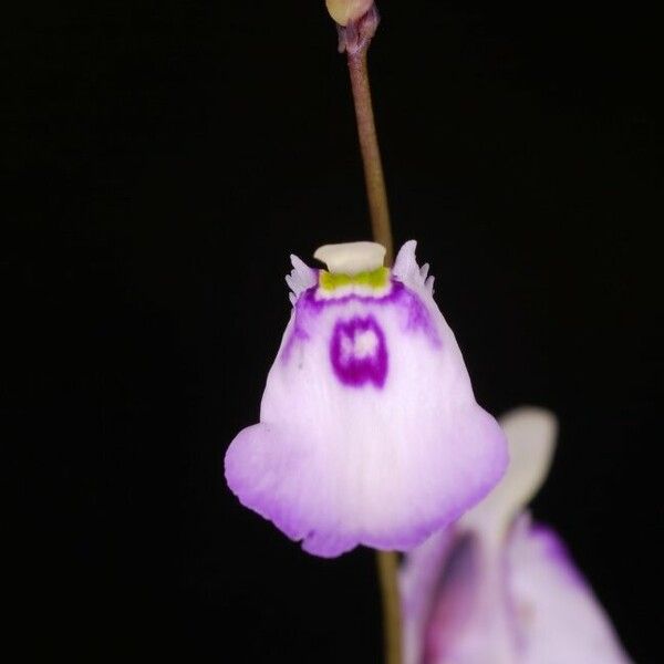 Utricularia pubescens Flower