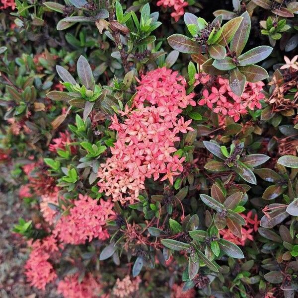 Ixora chinensis പുഷ്പം