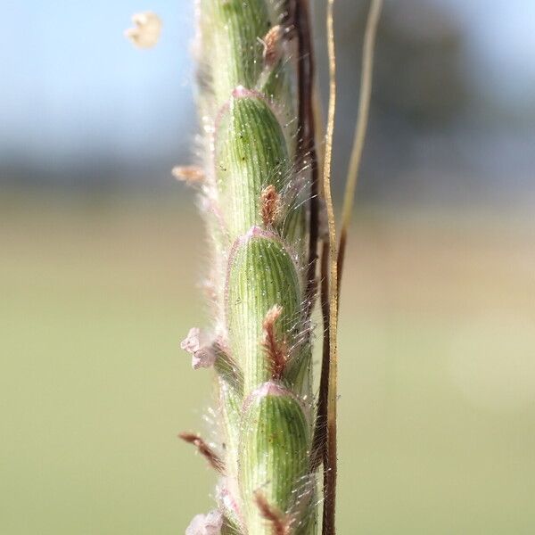 Dichanthium aristatum Vrucht