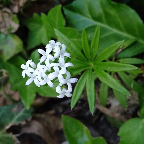 Galium odoratum Květ