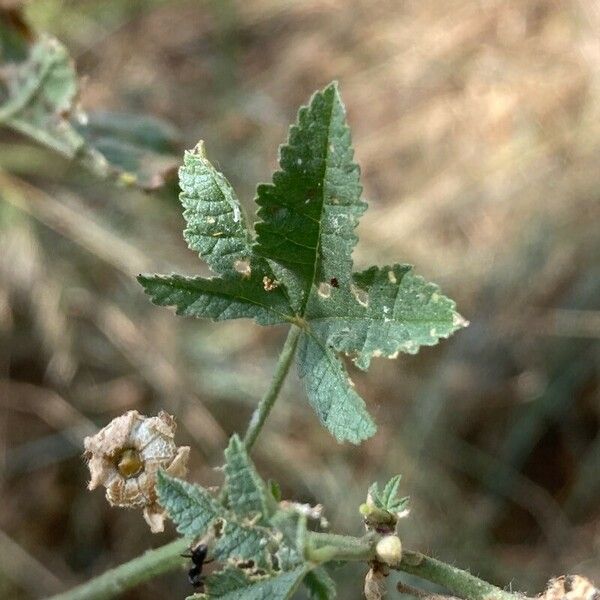 Malva nicaeensis Лист