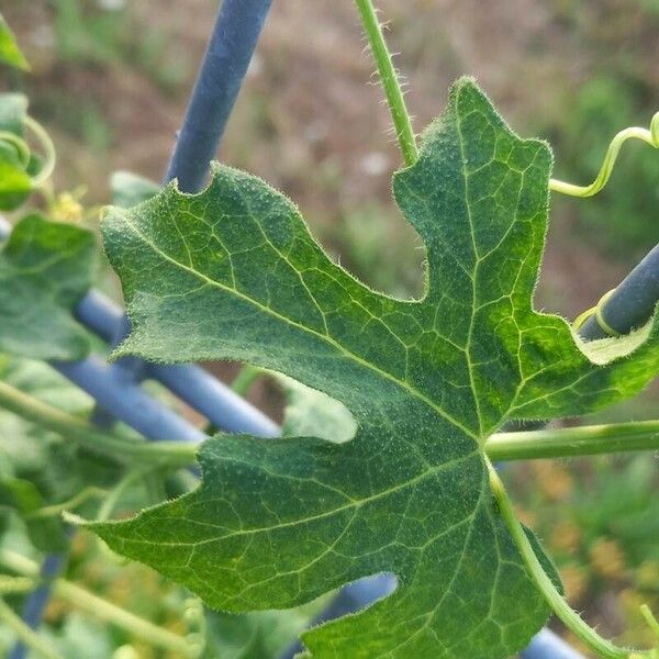 Bryonia cretica Leaf