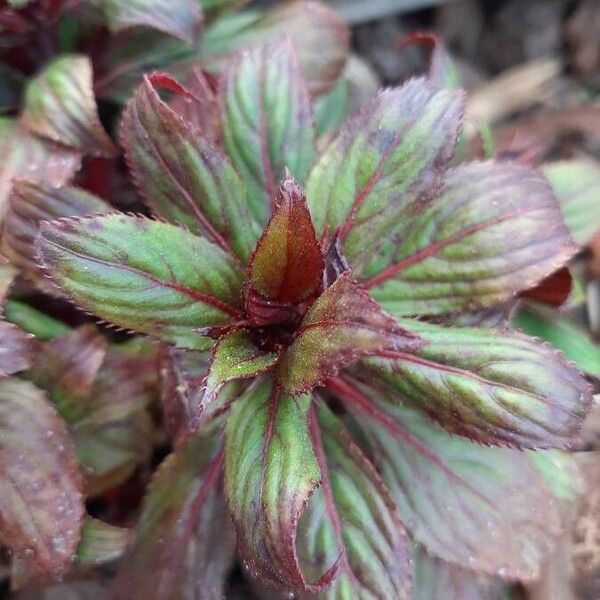 Impatiens walleriana Leaf