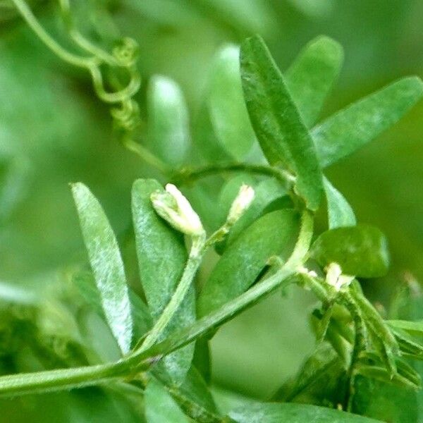 Vicia hirsuta 形態